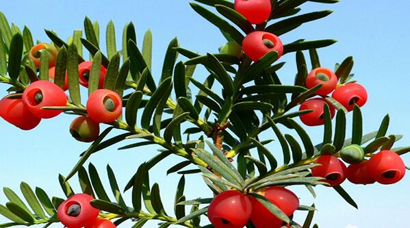 红豆杉盆景养殖方法 红豆杉盆景养殖注意事项