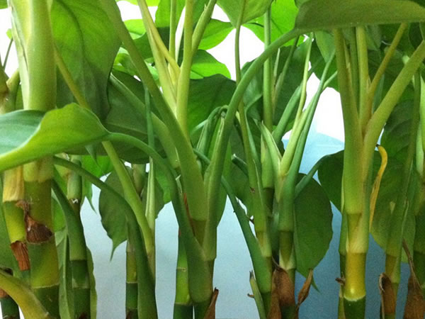 广东万年青怎么养 广东万年青养殖方法-装修保障网