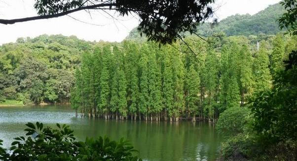 水杉盆景怎么养 水杉的养殖方法和园林用途-装
