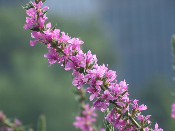 千屈菜花期多长 千屈菜食用方法