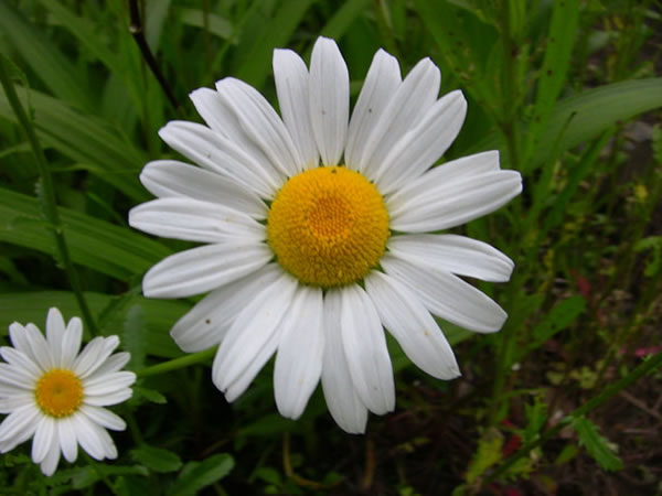 白晶菊花语是什么 白晶菊和雏菊有什么区别
