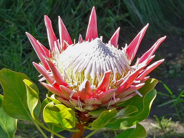 帝王花花语及传说 帝王花价格
