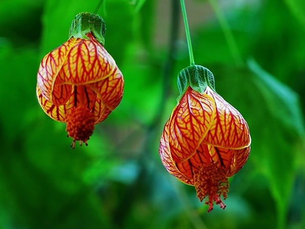 摘要:金铃花花型奇特,花钟形,橙黄色,有着紫红色脉纹,颇受大家喜爱.