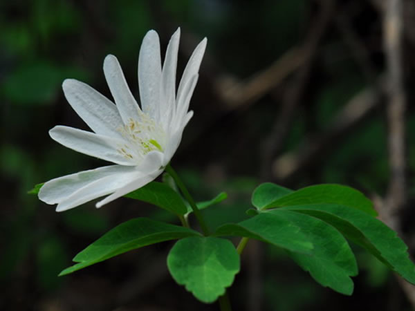 多被银莲花养殖方法和注意事项