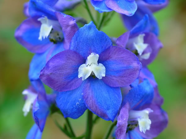 那翠雀花语是什么样呢?不同颜色的翠雀花语一样吗?