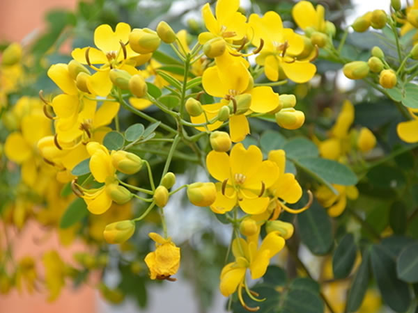 金露梅的养殖方法 金露梅繁殖方法-装修保障网