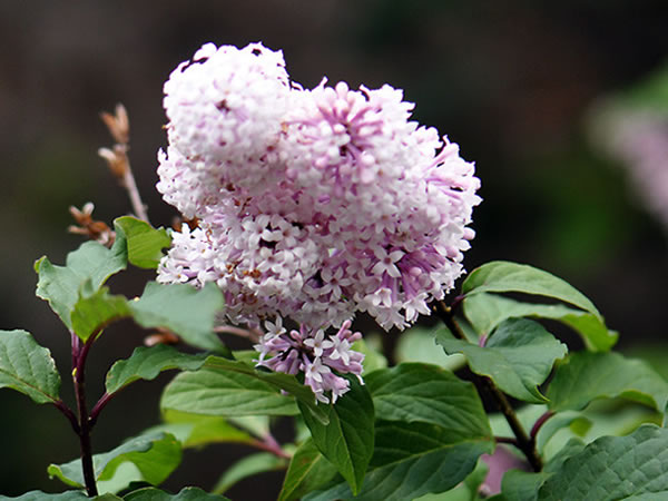 摘要:红丁香花期5月—6月,花色美丽芳香,不仅是优良的绿化植物,还有极