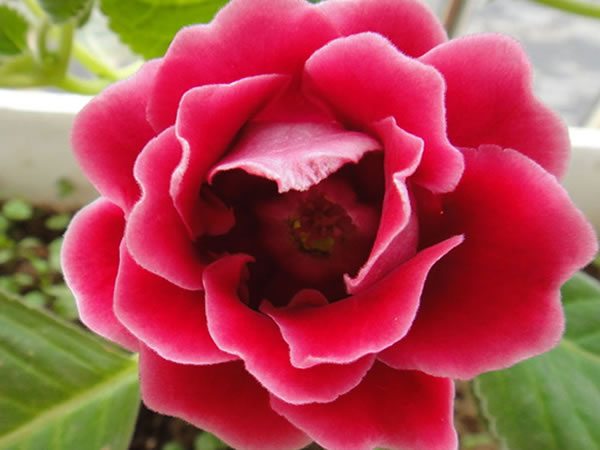 大岩桐花语 大岩桐花语