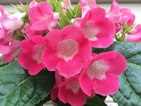 大岩桐花语 大岩桐花语