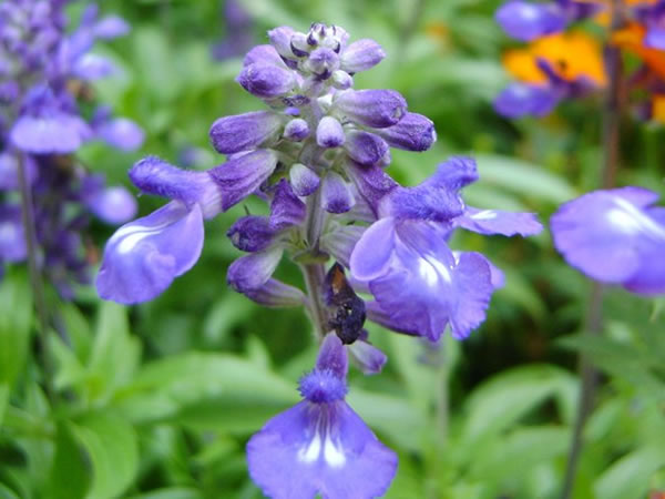 蓝花鼠尾草花语 蓝花鼠尾草形态特征