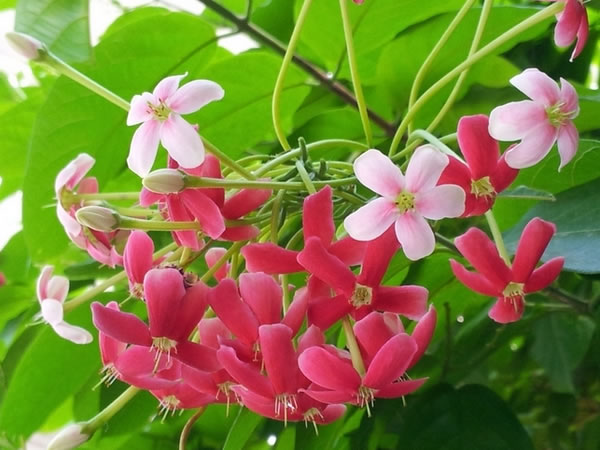 使君子为藤蔓植物,主蔓要充实变粗,进而促使侧蔓生长,开花,但若枝蔓