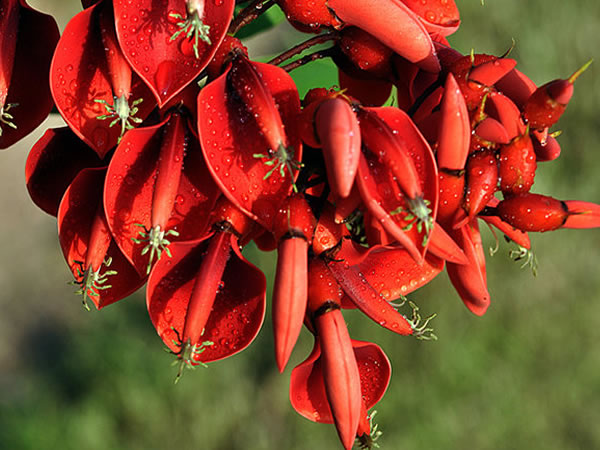 鸡冠刺桐花期多长 鸡冠刺桐繁殖方法有哪些-装