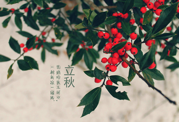 立秋要防秋燥 秋燥症主要靠预防,首先宜多喝水、粥、豆浆,多吃些萝卜、莲藕、荸荠、梨等润肺生津、养阴清燥的食物。特别是梨有生津止渴、止咳化痰、清热降火、润肺去燥等功能,很适宜有内热,出现肺热咳嗽、咽干喉痛、大便干结的人食用。要尽量少食或不食辣椒、葱、姜、蒜、胡椒等燥热之品,少吃油炸、肥腻食物,以防加重秋燥症状。