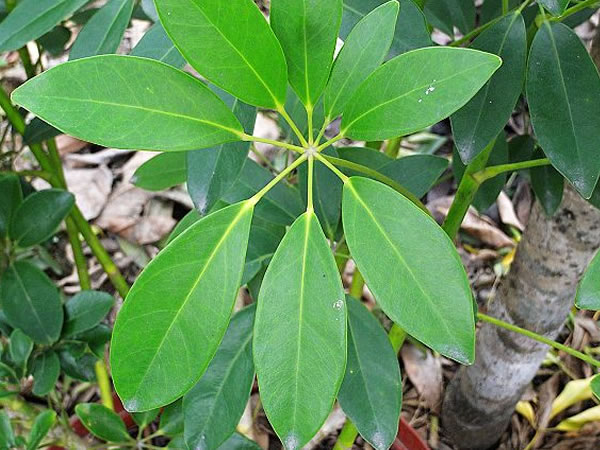 摘要:鹅掌藤系蔓性植物,攀爬生长能保持美丽奇特的形态.