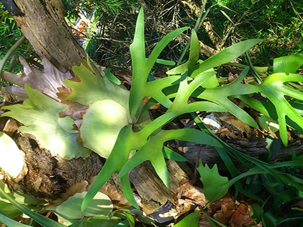 鹿角蕨养殖方法 鹿角蕨是什么植物