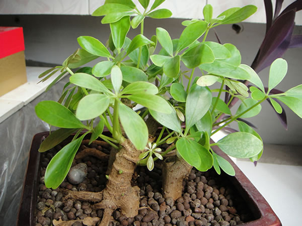 鸭脚木繁殖方法大全 鸭脚木花语介绍