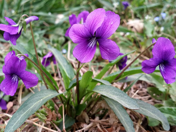 紫花地丁的功效与作用 紫花地丁的食用方法-装修保障网