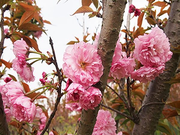 日本晚樱花期多长 日本晚樱园林价值