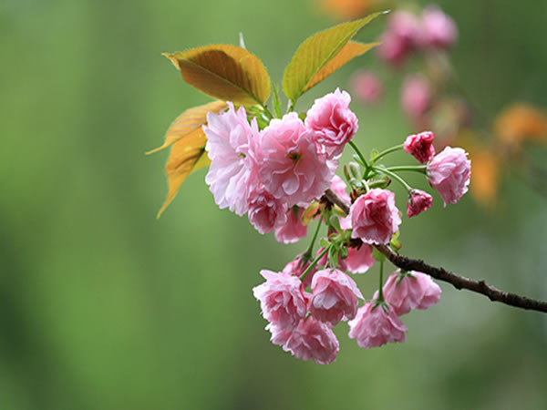 日本晚樱花期多长 日本晚樱园林价值-装修保障网