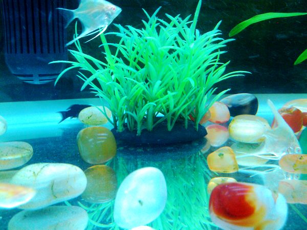 水族饲养亦是世界各地盛行的嗜好之一,水族箱的种类有很多变化,有简单的只饲养一条鱼的小鱼缸,到复杂得的生态模拟水族箱,那么水族箱品牌有哪些,水族箱价格又如何呢? 鱼缸水族箱品牌 1、森森:始创于1985年,国家保护商标,品牌享誉国内外,企业综合实力名列国内同行业前茅。森森水族箱结合现代家居理念,外观时尚大方,并用高韧度工程材料制作,经久耐用,是观赏鱼类最佳的栖息场所。如今,森森已是渔业养殖和水族行业内产品品种最为齐全的制造商,成为中国这一领域最大的专业制造商之一。 2、博宇:国家保护商标,