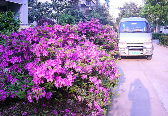 杜鹃花对家居环境有什么影响