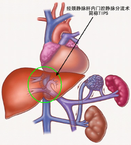 脾的功能