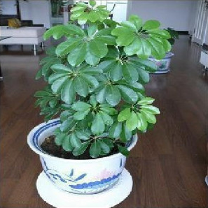 七种风水好植物