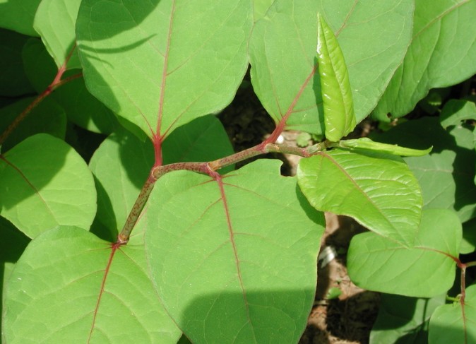 摘要:虎杖为蓼科植物虎杖的根茎及根,别名也叫苦杖,斑杖等,具有很高的