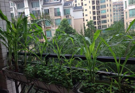 生活小常识:在阳台种植草莓方法 在阳台种植草