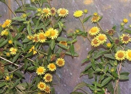 旋复花的药用选方