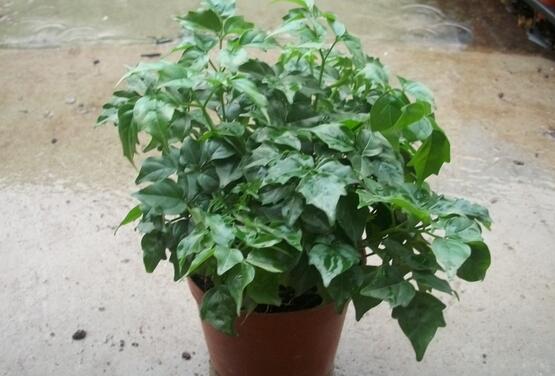 盆栽幸福树怎么养?-装修保障网