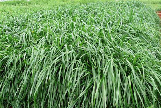 黑麦草种植技术 -装修保障网