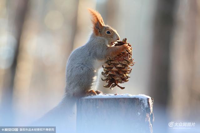 松鼠雪中大战争抢食物 上蹿下跳萌态十足-装