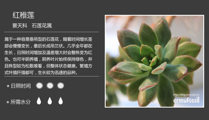 【100种常见多肉植物图鉴】 wbr+ wbr多肉植物常见问题解答