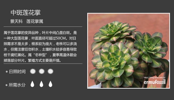 【100种常见多肉植物图鉴】 wbr+ wbr多肉植物常见问题解答