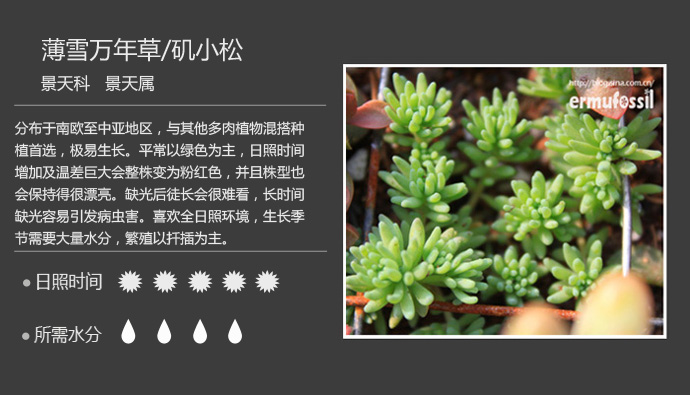 【100种常见多肉植物图鉴 wbr wbr>多肉植物常见问题解答