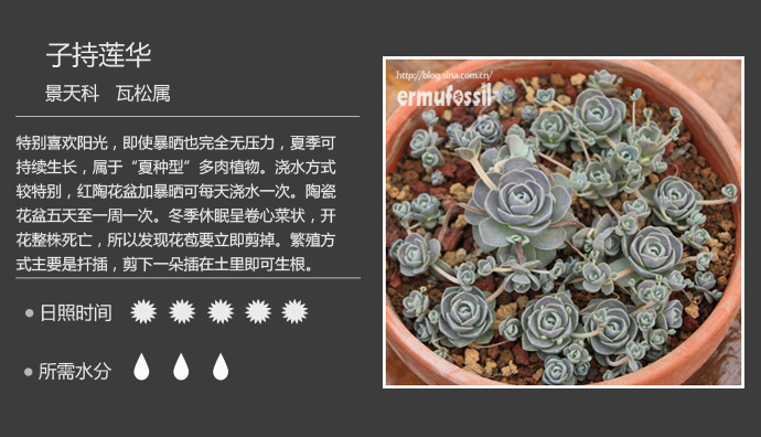 【100种常见多肉植物图鉴】 wbr+ wbr多肉植物常见问题解答