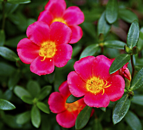 太阳花花语代表什么 太阳花养殖注意事项