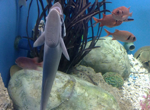 吸盘鱼,喜欢吸附在鲨鱼,海龟等大型海洋生物身上,俗名免费旅行家.