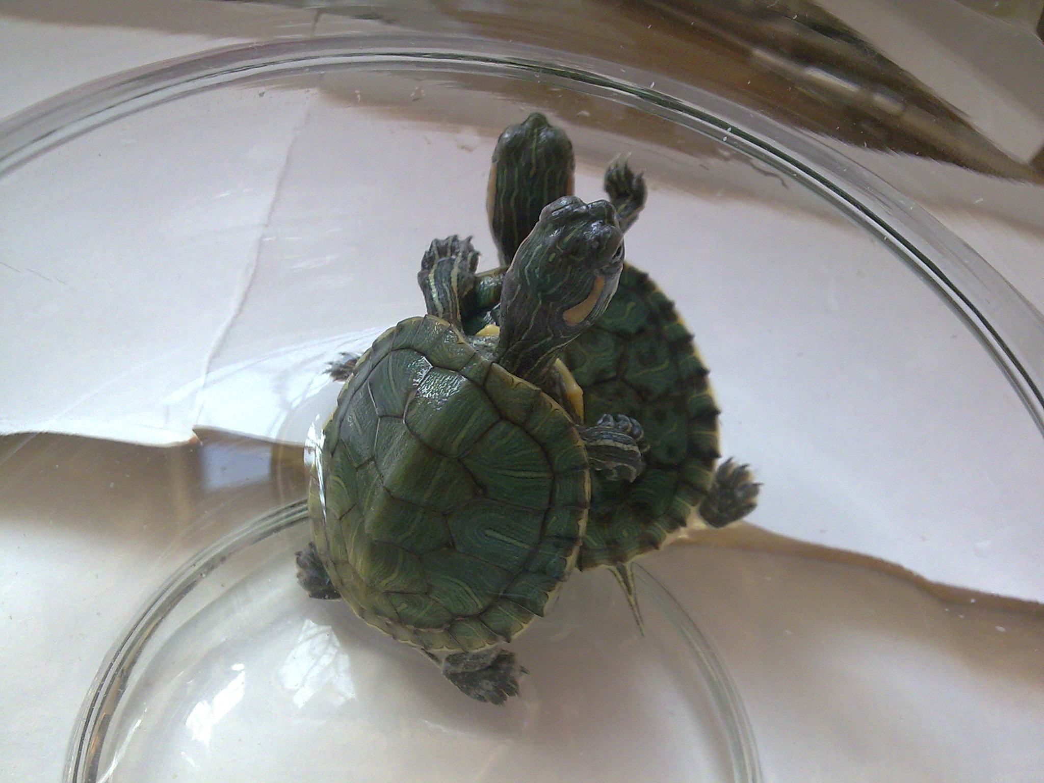 我养过最好养的龟之一，日本石龟，其实是水龟，还是特别能游泳的观赏龟 - 知乎