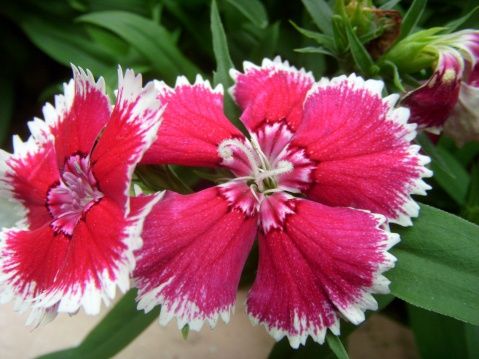 石竹花种植方法知识 石竹花图片赏析