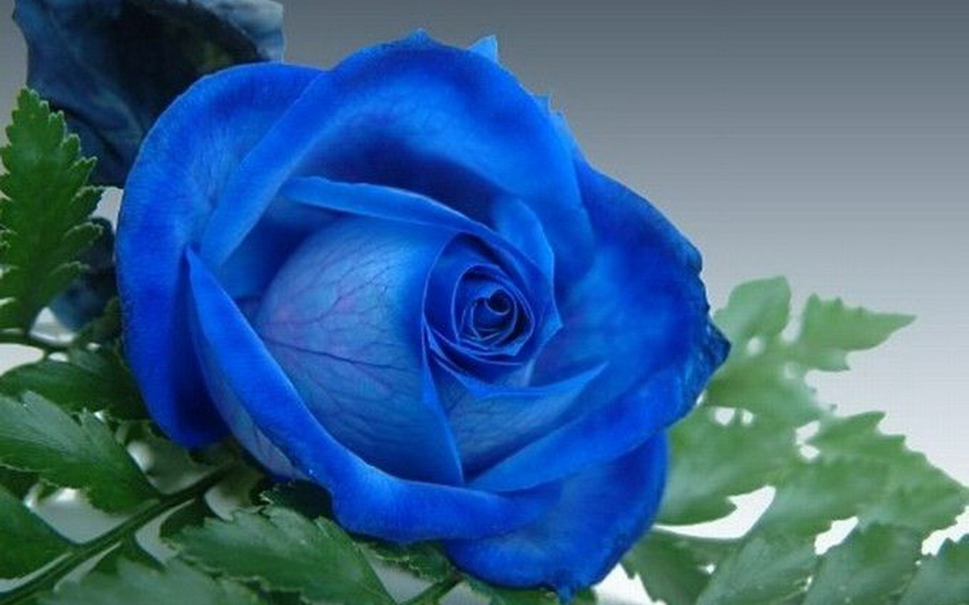 蓝色玫瑰花图片-壁纸高清