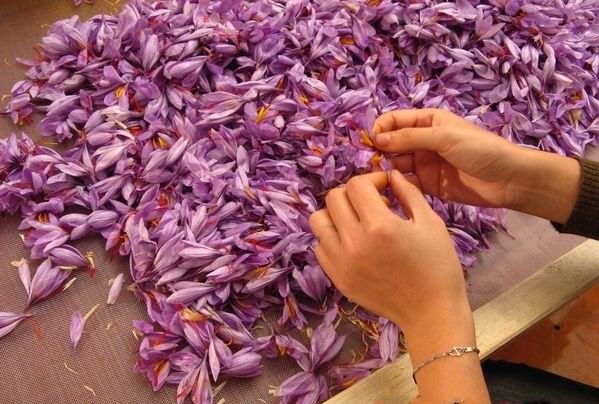 【图】藏红花的资料介绍 藏红花图片大全