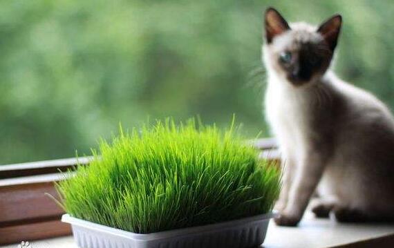 猫草种植技术?猫草哪里买价格多少?-装修保障