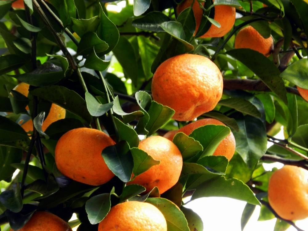 【图】砂糖橘种植技术 砂糖橘功效