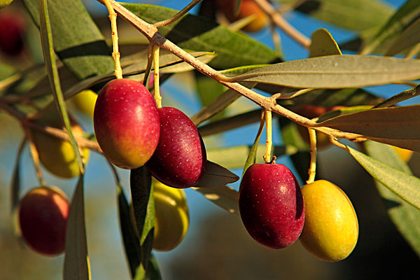 橄榄树种植 橄榄树价格-装修保障网