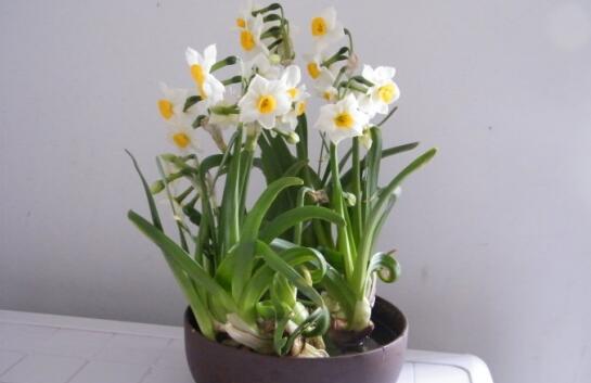 水仙花语 水仙什么时候开花-装修保障网