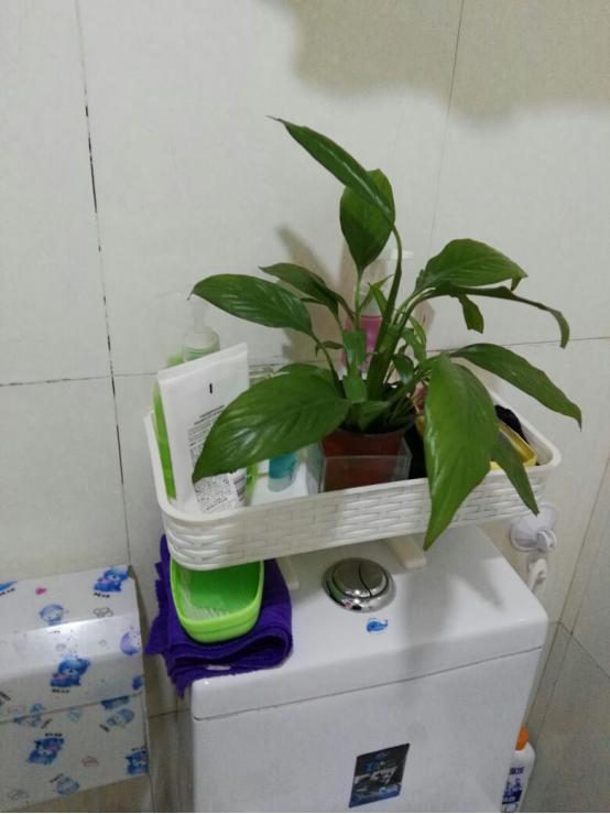 上面的储物篮采用的是全新的PP材质,承重能力也是非常不错的,小身材大储量的设计,不仅实用还比较节能环保 双面的粘贴设计非常的稳定,壁挂也比较的稳当,合理的长度设计,刚好占用马桶的上方的空间,就是在其他的位置也能发挥它的功能