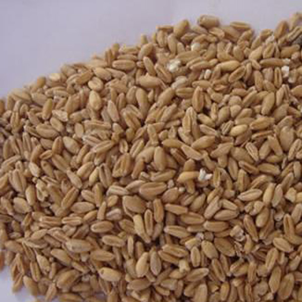【图】浮小麦的功效与作用 浮小麦和小麦的区