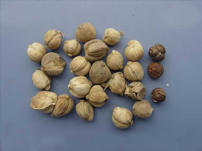 生活小常识:白豆蔻的功效与作用